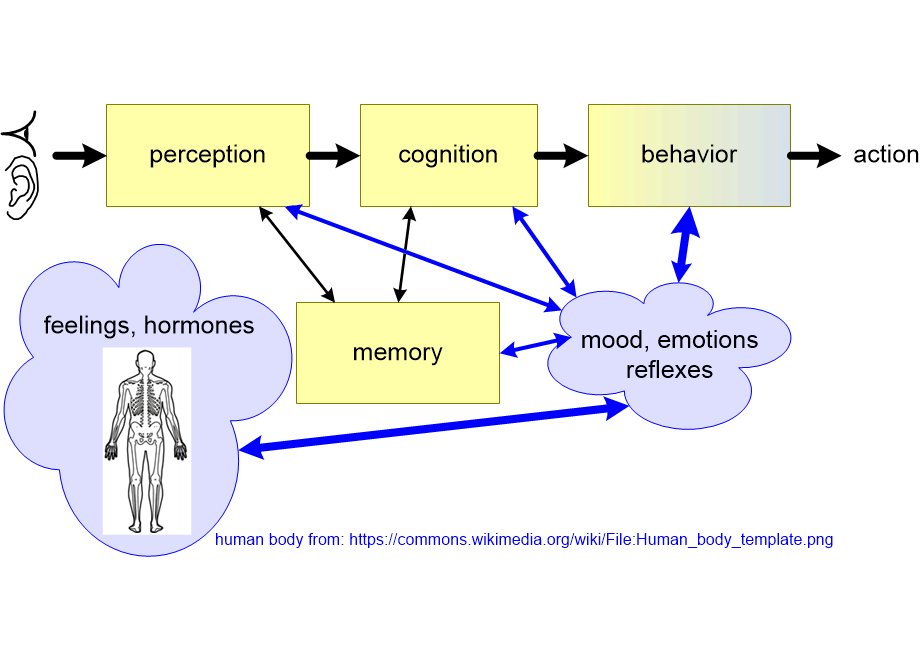 ERDMhumanModel.fullsize.gif